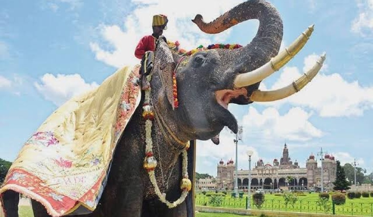 elephant Arjuna